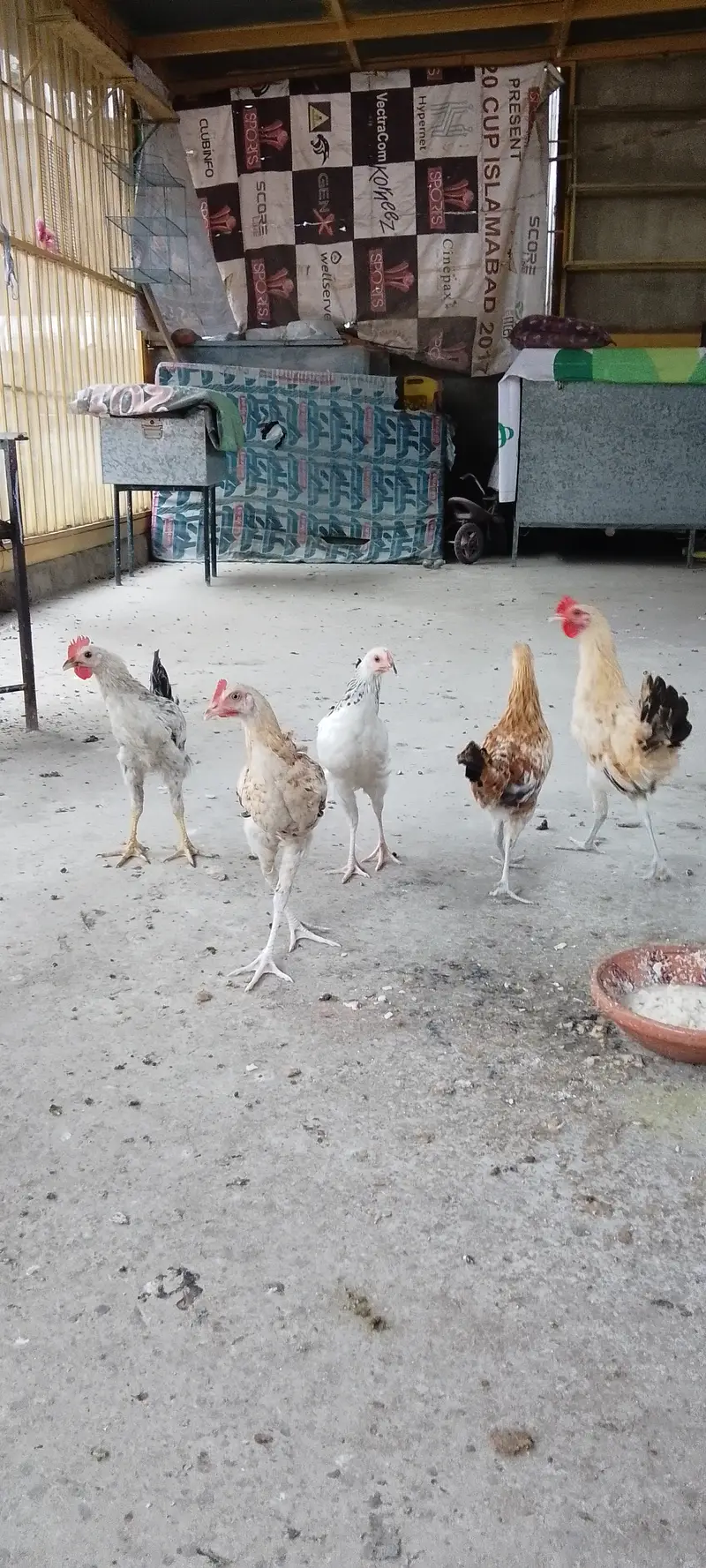 6 goldan misri hen — photo 2