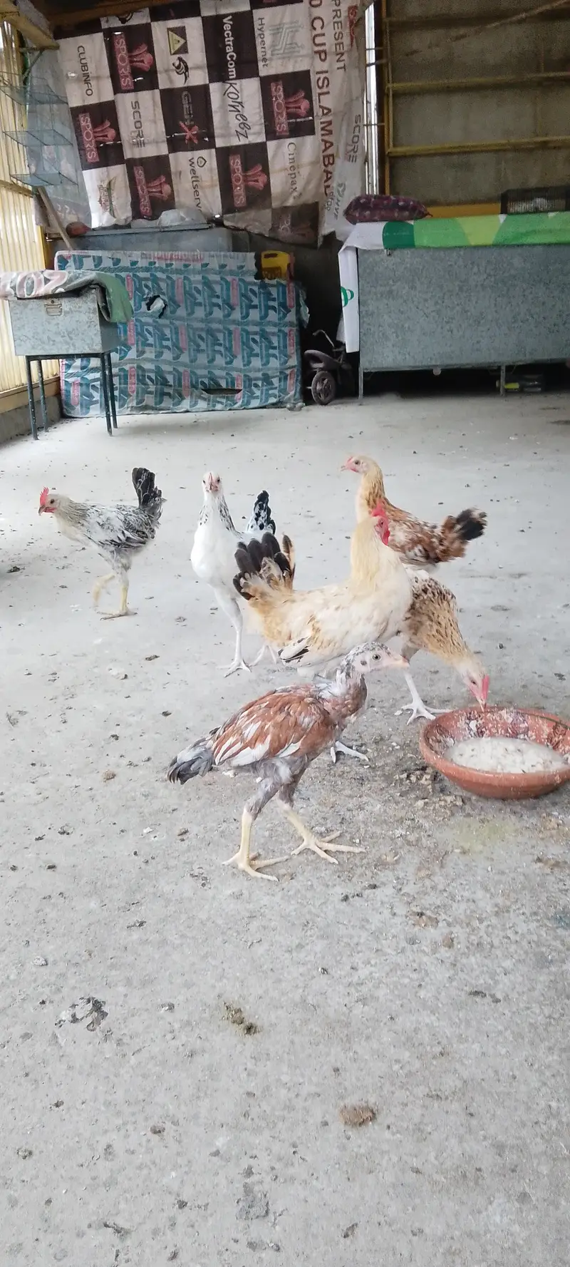 6 goldan misri hen — photo 3