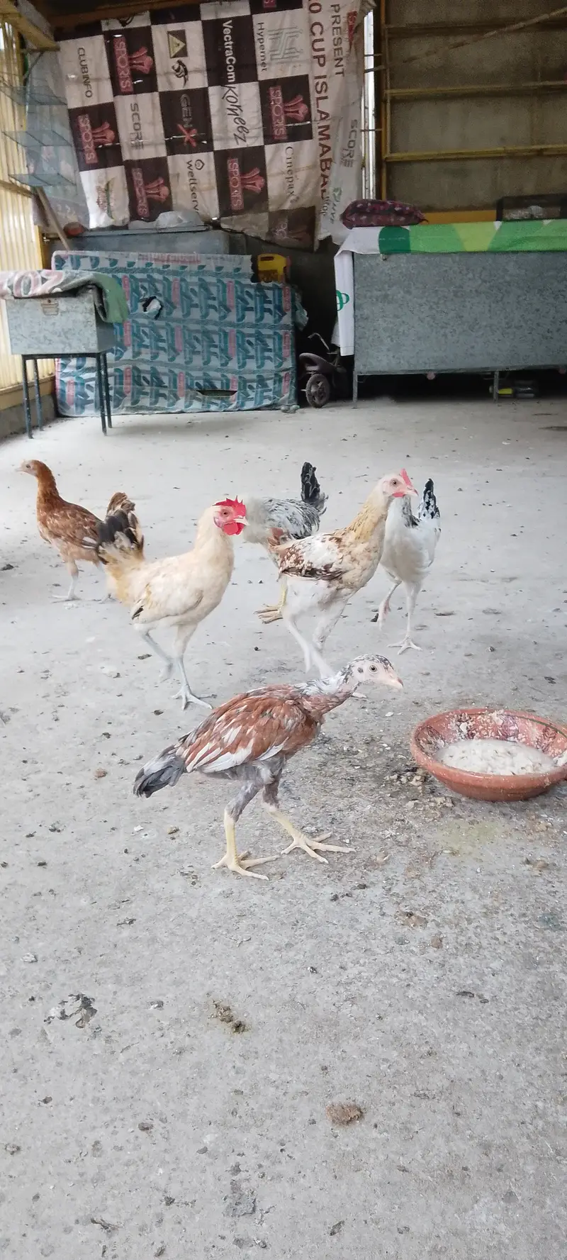 6 goldan misri hen — photo 4