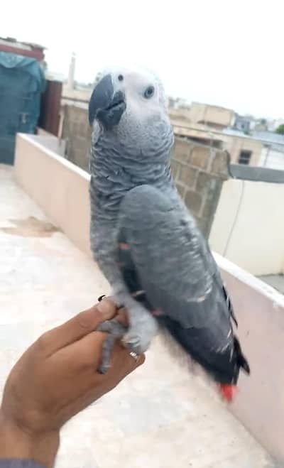 Grey paroot self baby/03152248124