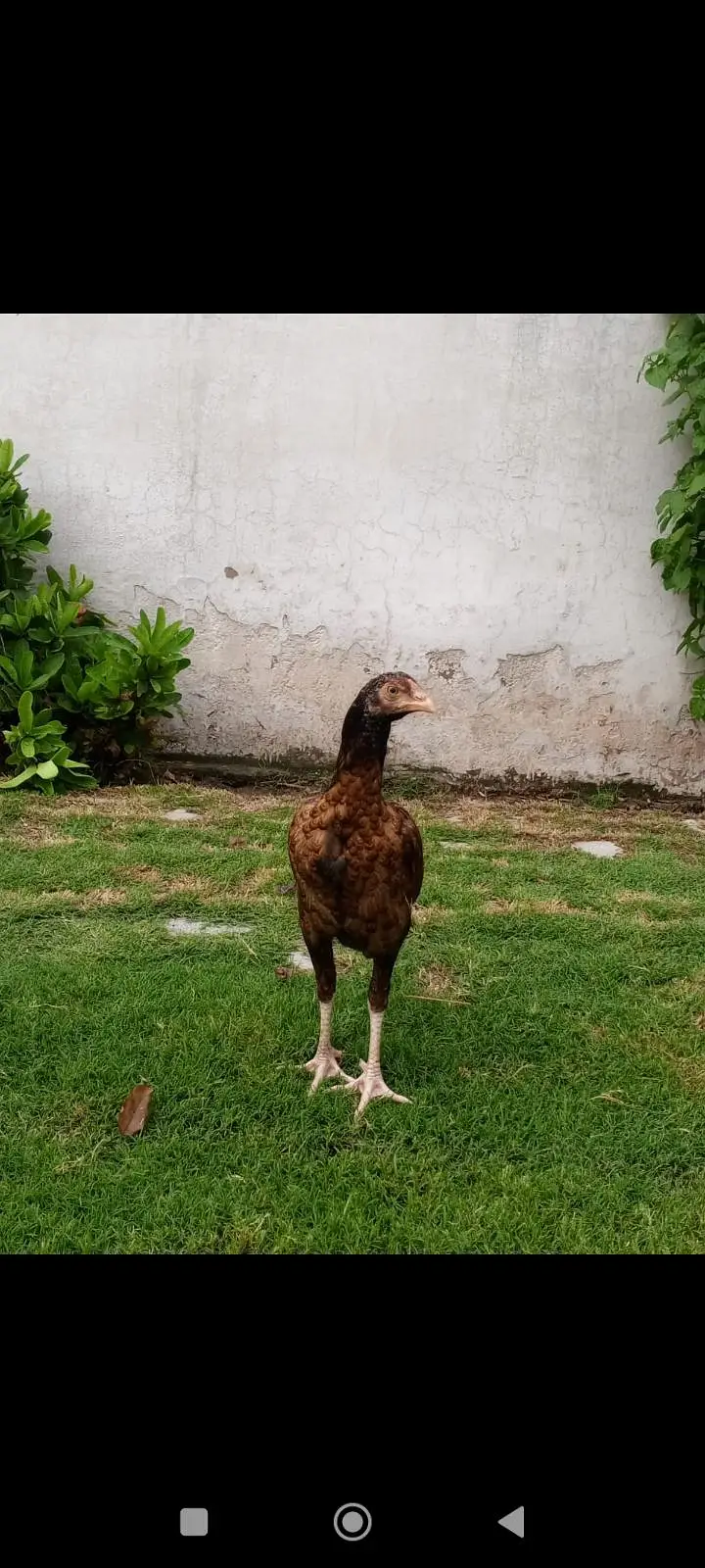 pure breed — photo 2