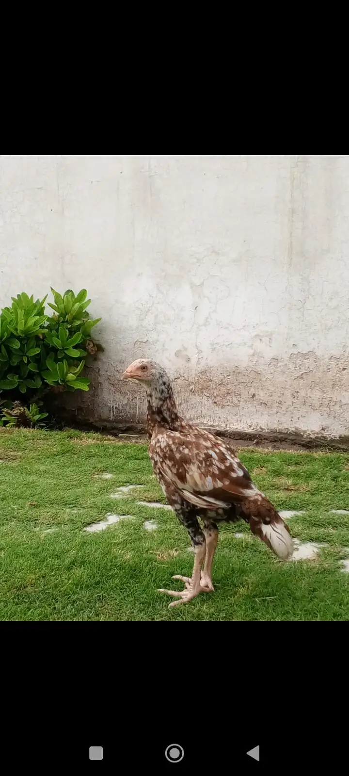 pure breed — photo 3