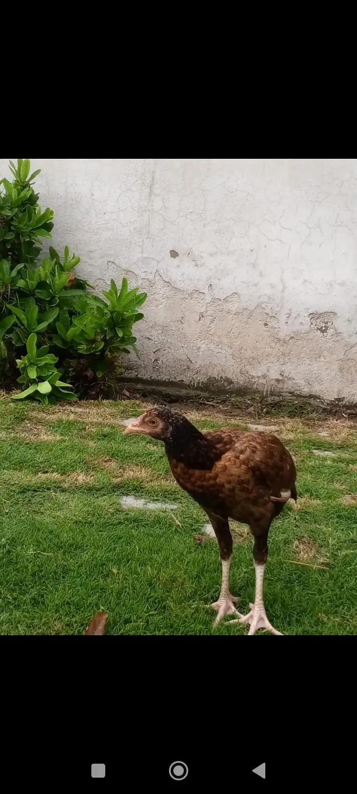 pure breed — photo 5