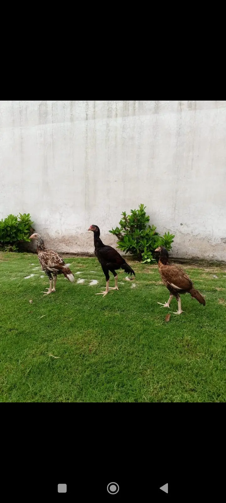 pure breed — photo 6