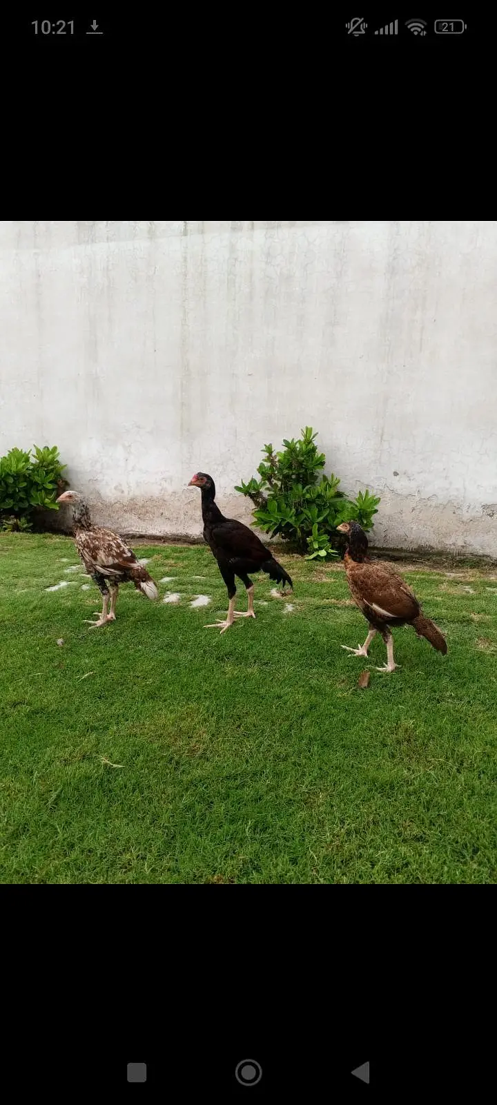 pure breed — photo 7