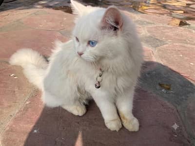 persian cat
