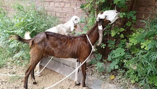 2 bakrian for sale Desi, bakri KY Saat path ha