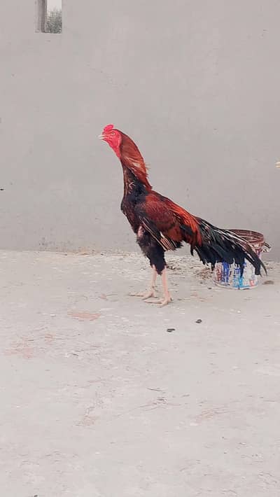 aseel murga band jor 2900 mohra