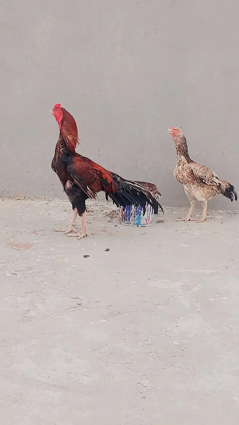 aseel murga band jor 2900 mohra — photo 2