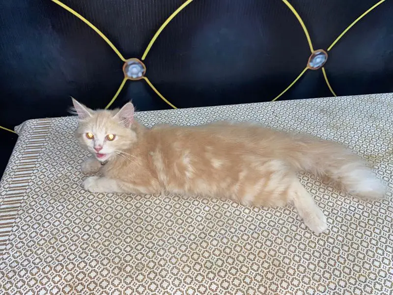 Persian Male Cat For Sale — photo 2