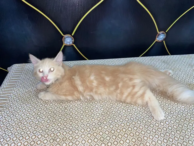 Persian Male Cat For Sale — photo 3