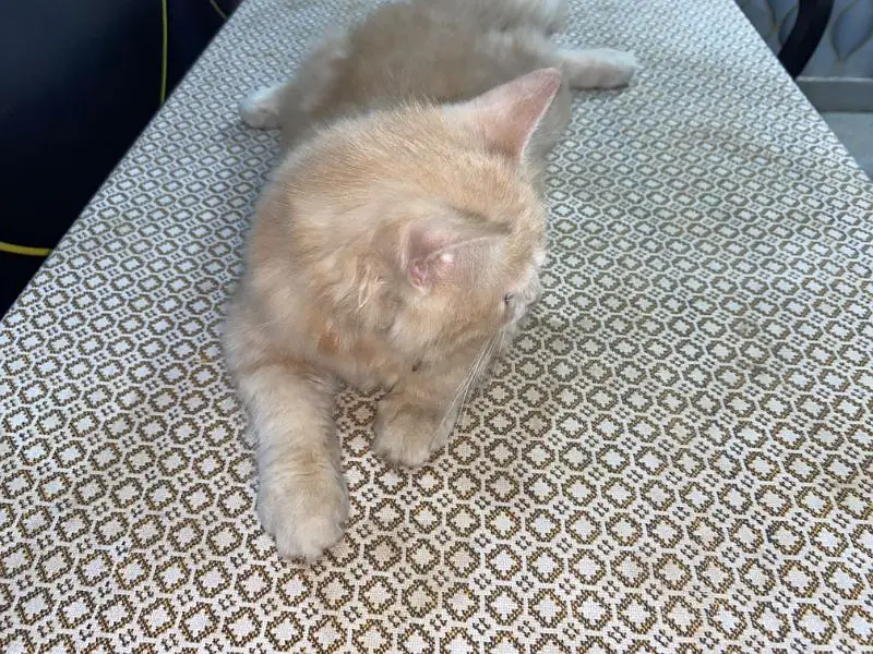 Persian Male Cat For Sale — photo 4
