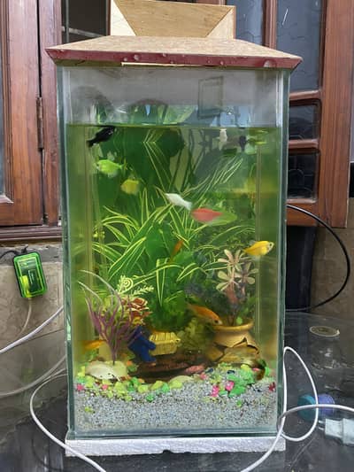 Fish Aquarium with 17 fishes for sell