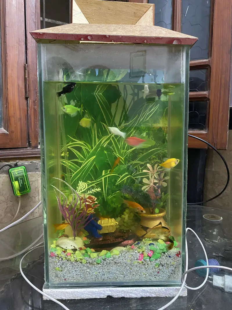 Fish Aquarium with 17 fishes for sell
