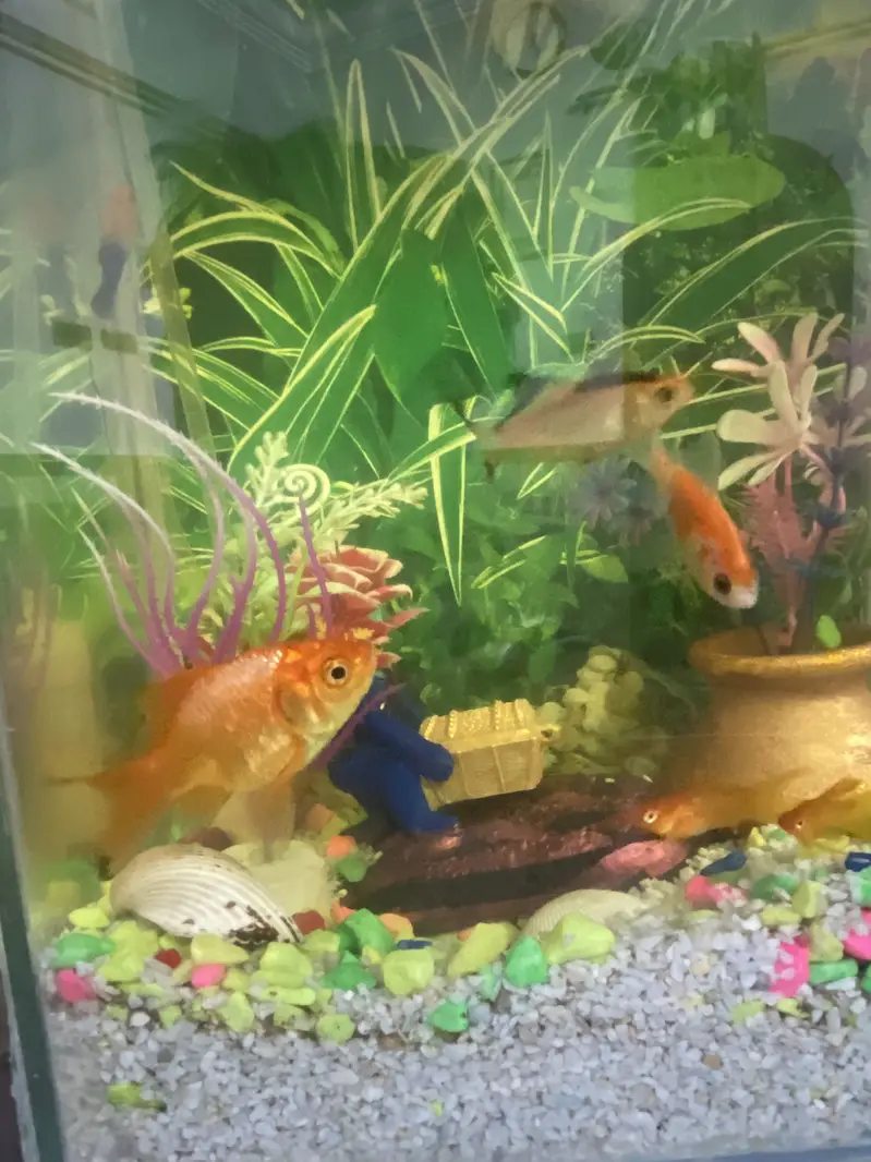 Fish Aquarium with 17 fishes for sell — photo 2
