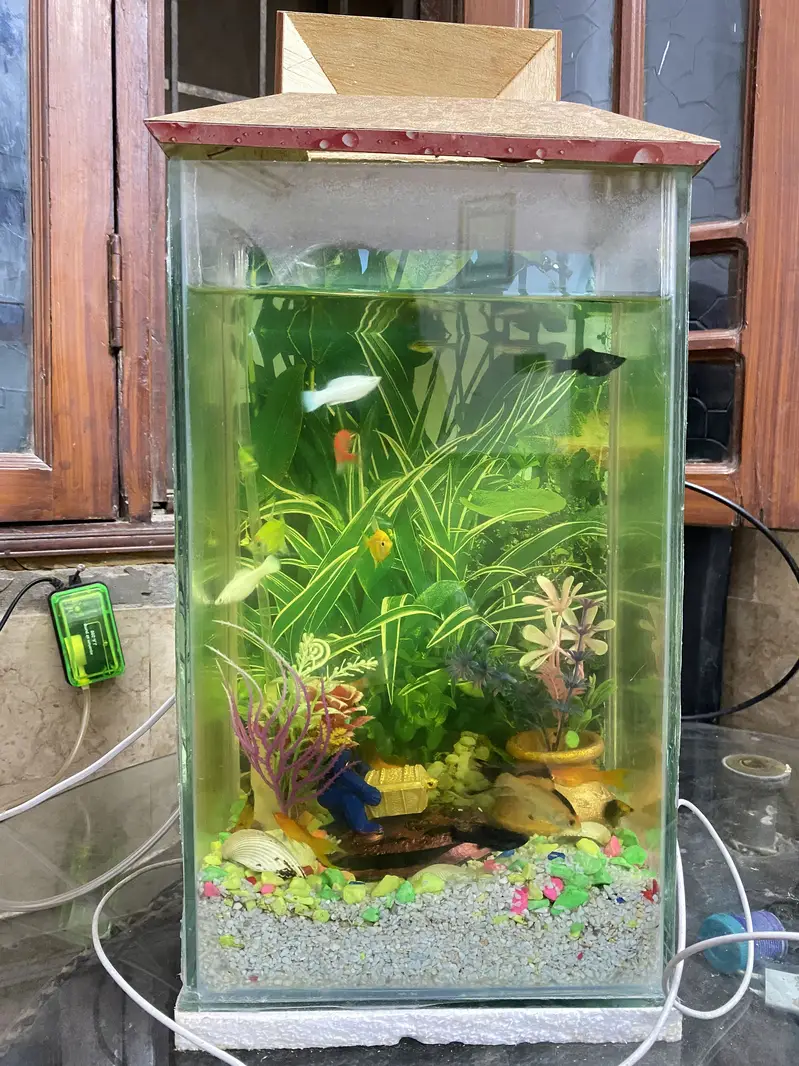 Fish Aquarium with 17 fishes for sell — photo 3