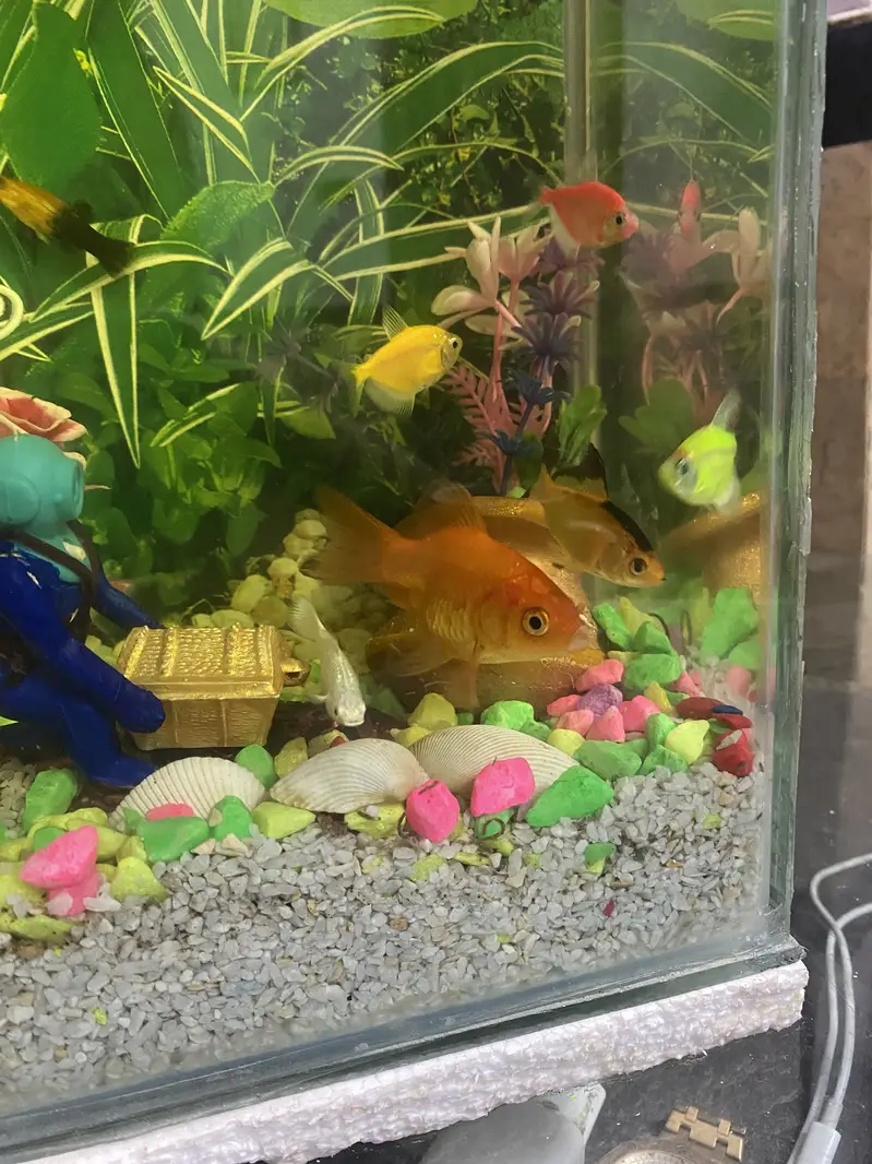 Fish Aquarium with 17 fishes for sell — photo 4