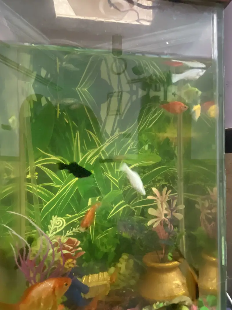 Fish Aquarium with 17 fishes for sell — photo 5