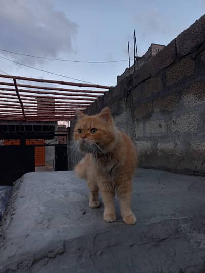 Persian cat male