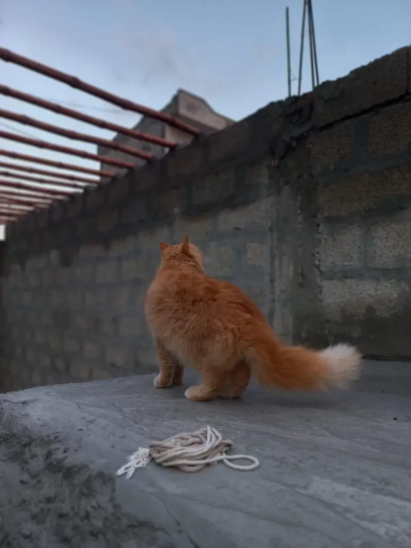 Persian cat male — photo 2