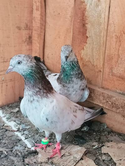 confirm breeder pairs