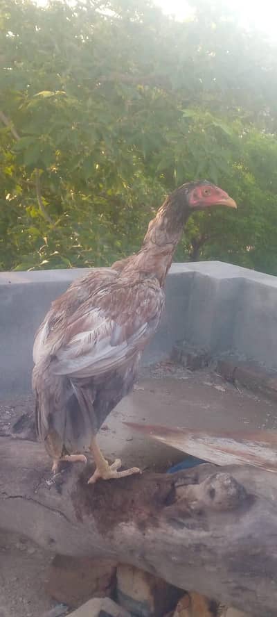 minawali aseel murgi