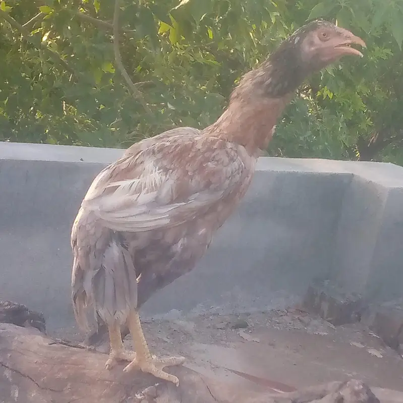 minawali aseel murgi — photo 4