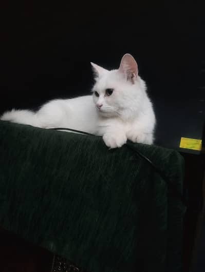 persian cath with 4 baby