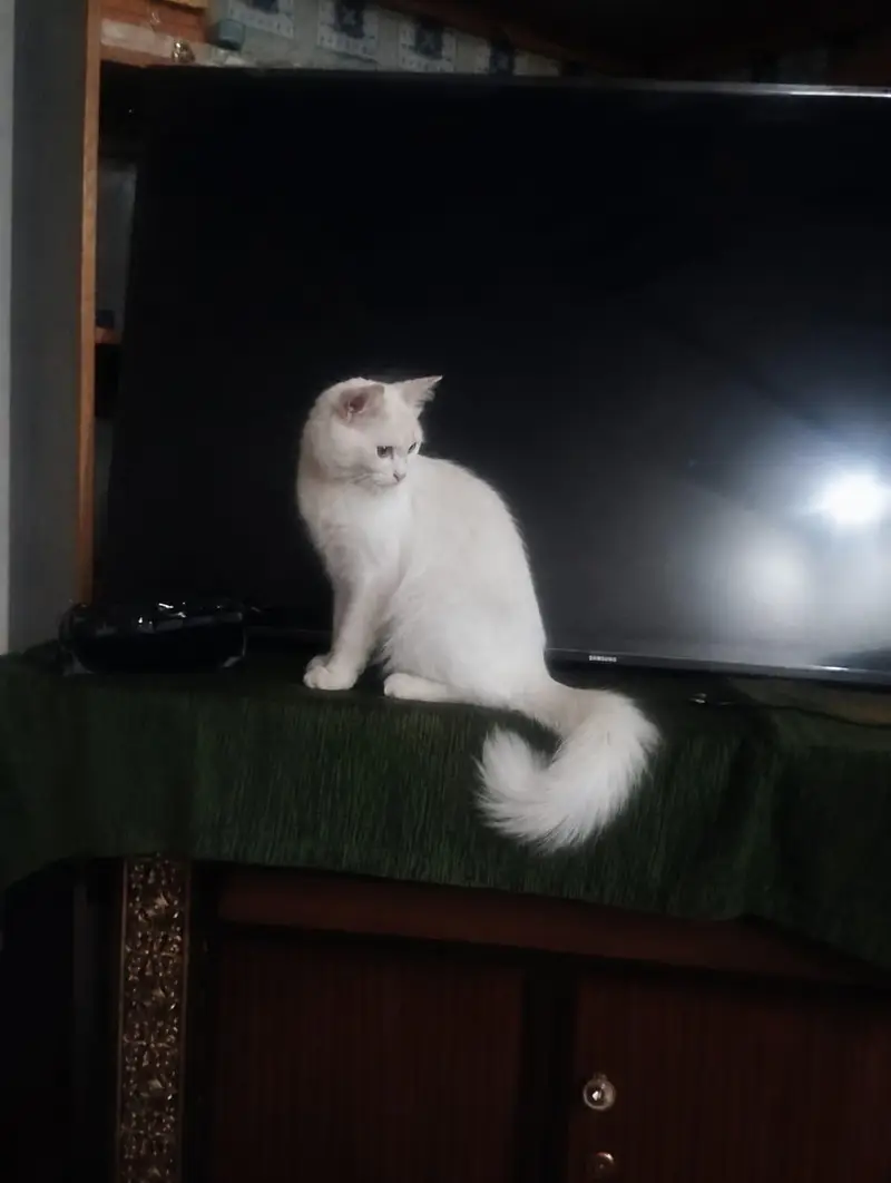persian cath with 4 baby — photo 2