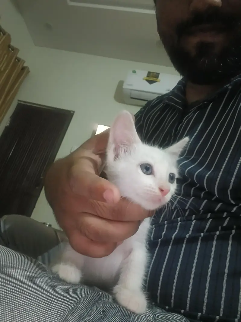 persian cath with 4 baby — photo 3
