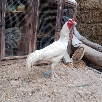heera male for sale