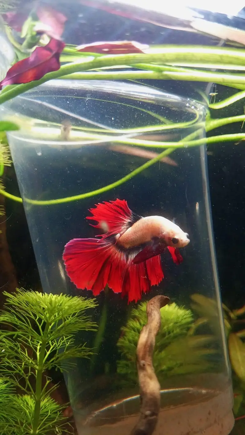 Betta fish +300 piece available