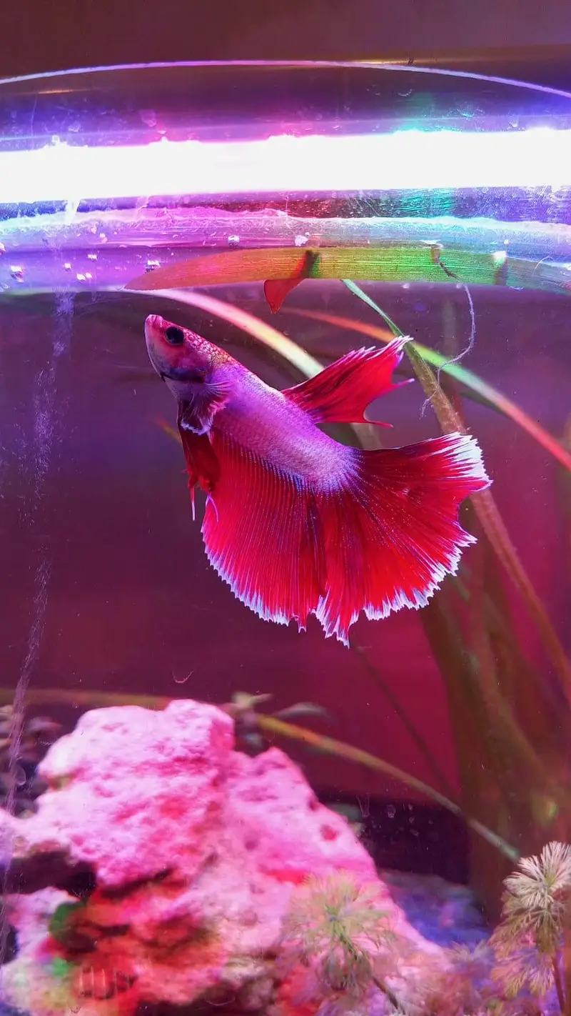 Betta fish +300 piece available — photo 2