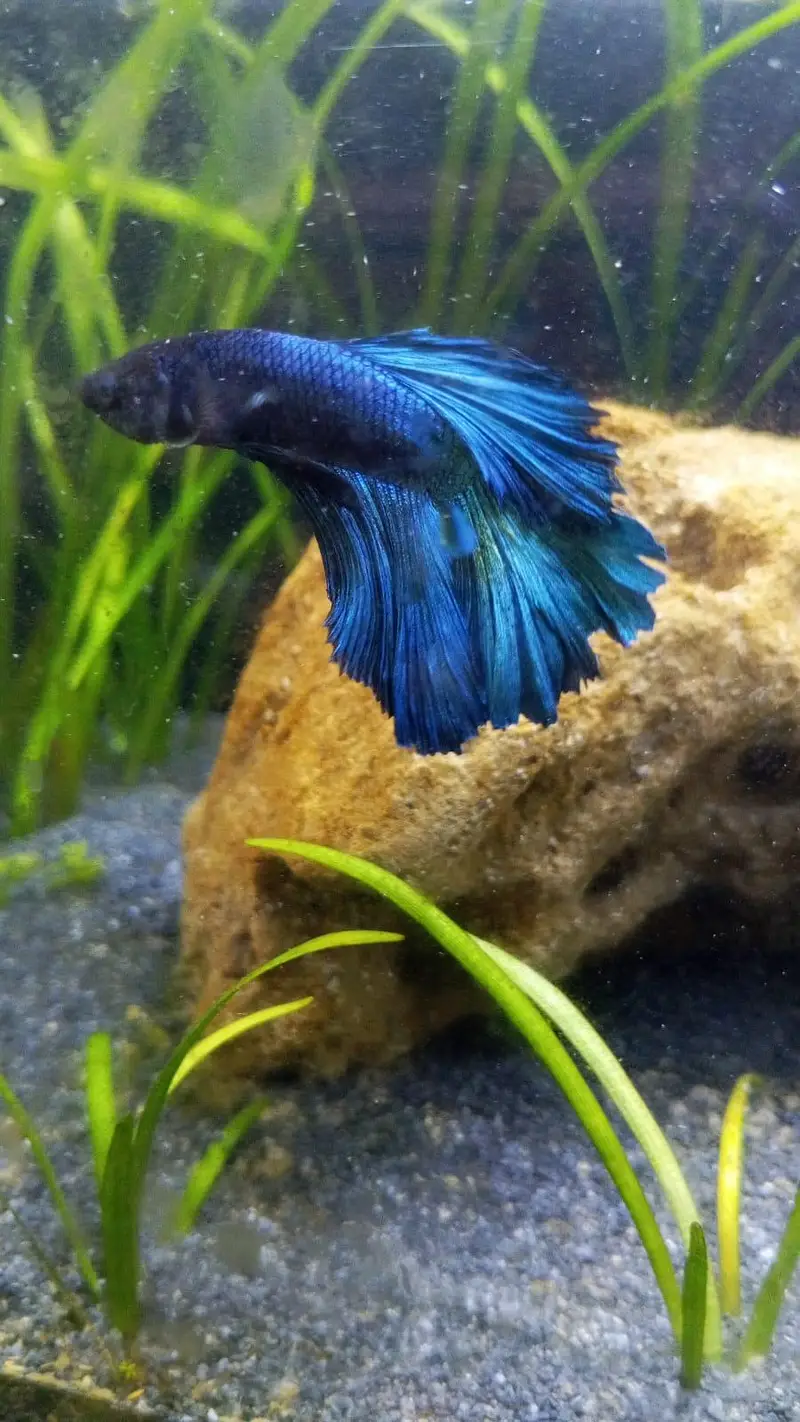 Betta fish +300 piece available — photo 3