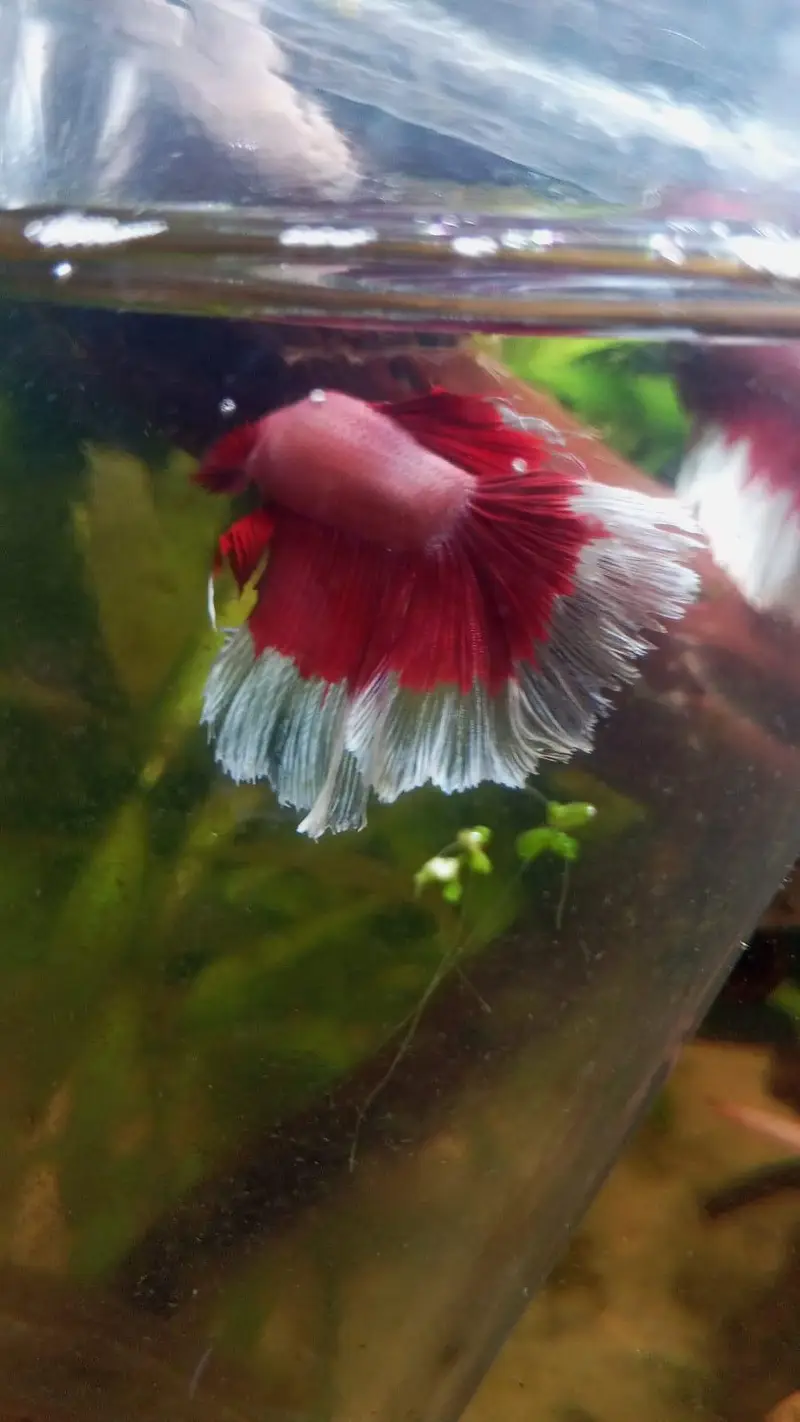 Betta fish +300 piece available — photo 4
