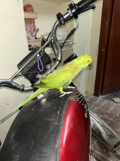 Indian Parrot
