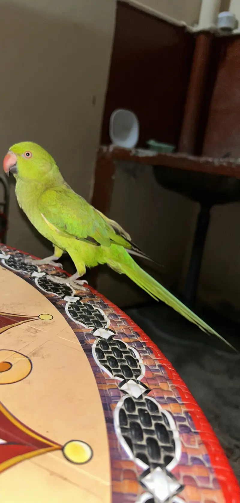 Indian Parrot — photo 2