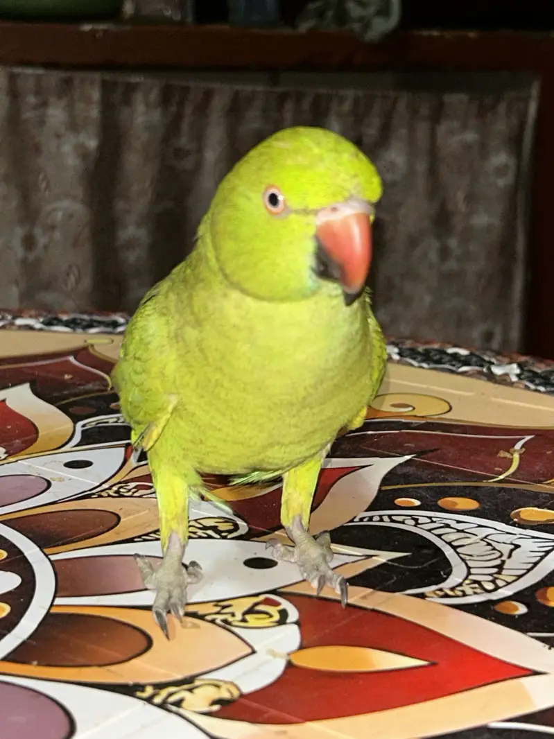 Indian Parrot — photo 3