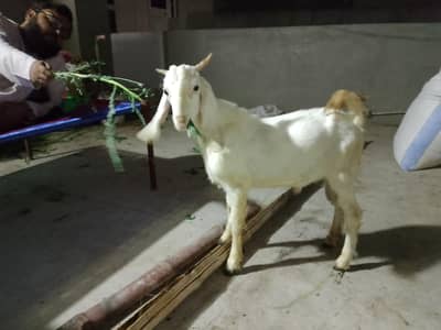Bakra he or bhi he he chaye hu TU rapta kare