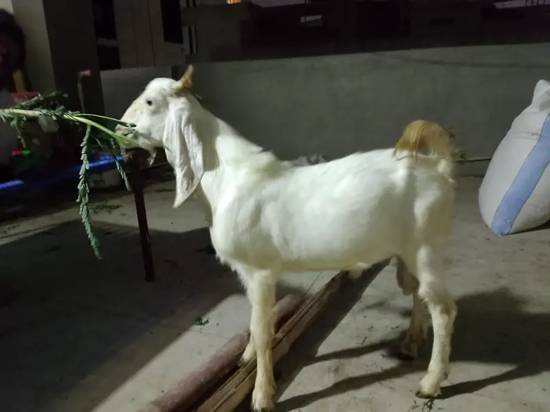 Bakra he or bhi he he chaye hu TU rapta kare — photo 2