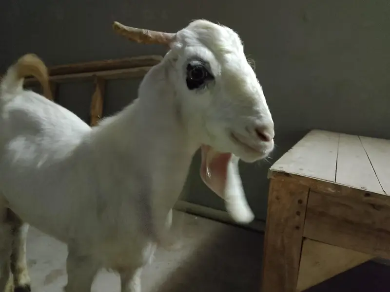 Bakra he or bhi he he chaye hu TU rapta kare — photo 3