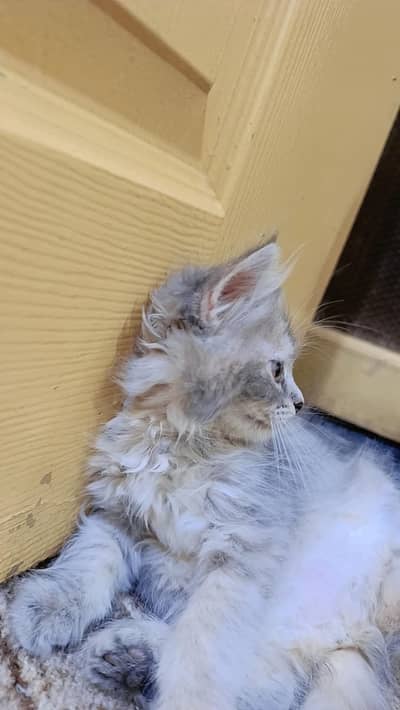 kittens