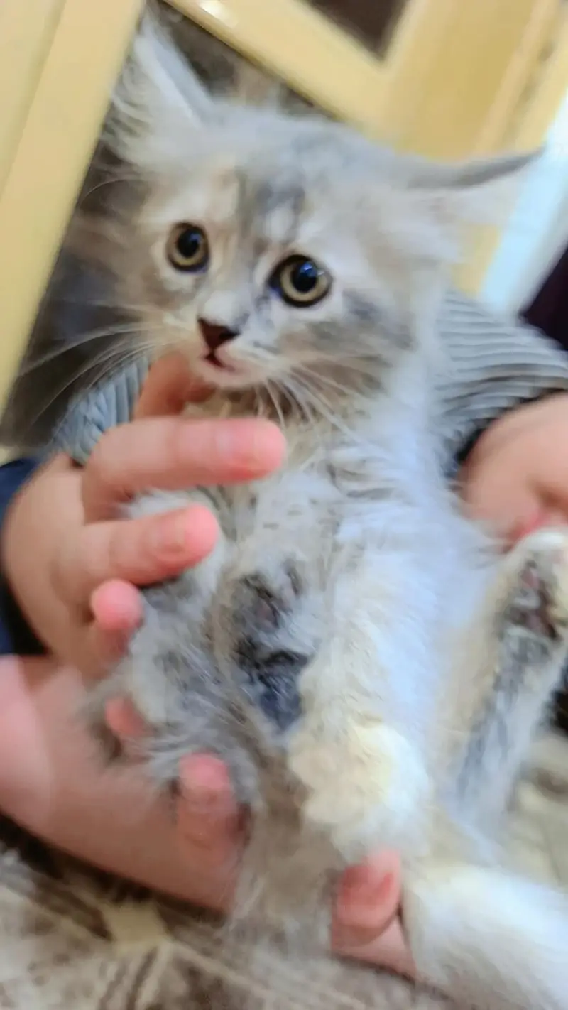 kittens — photo 2