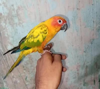 sun conure pair