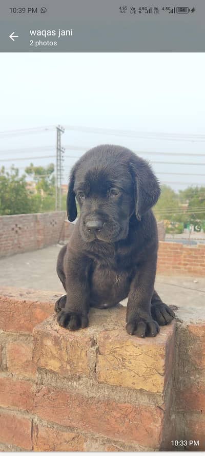 Top Labrador puppies available