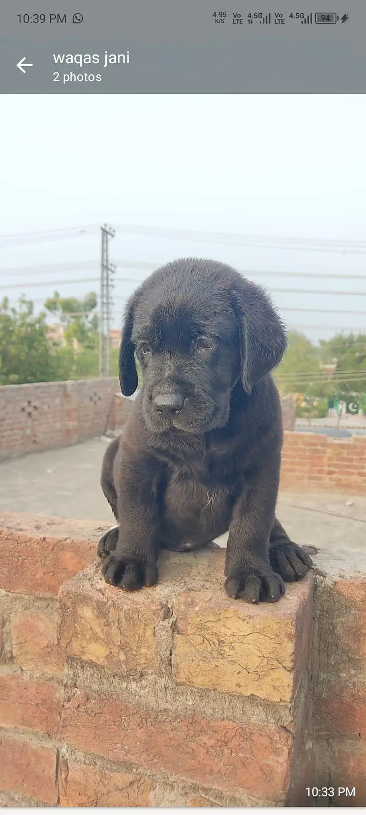 Top Labrador puppies available