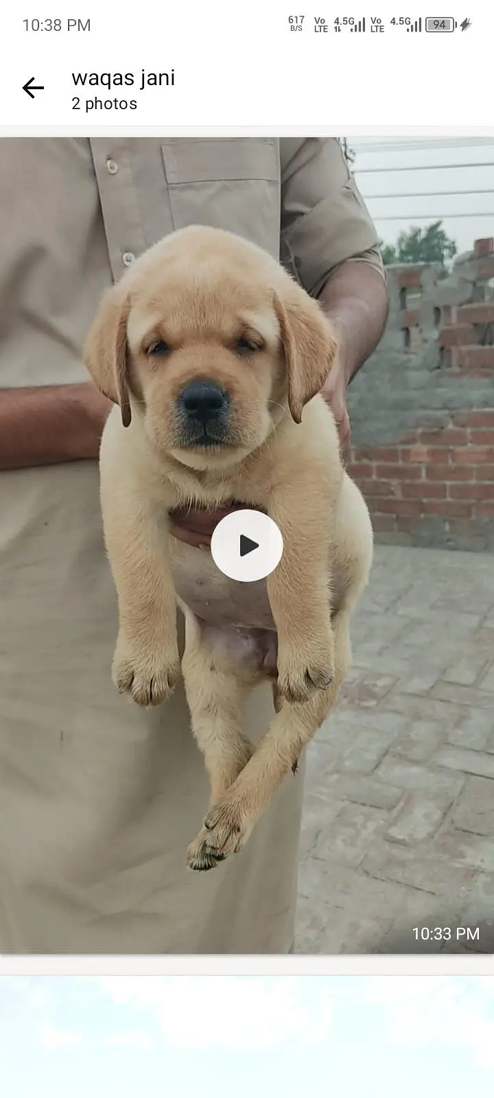 Top Labrador puppies available — photo 2
