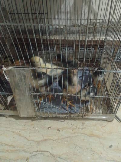 1500 per one peice