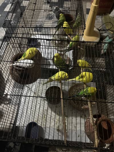 Chini parrots for sale