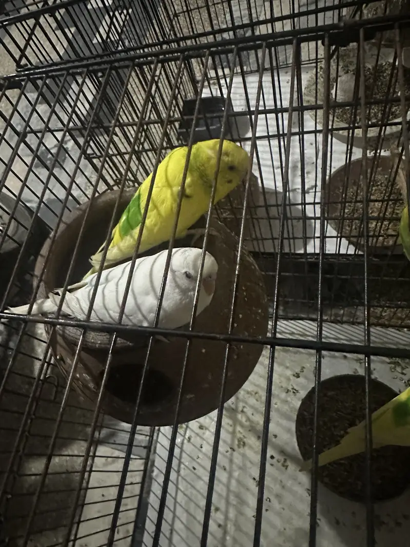 Chini parrots for sale — photo 2